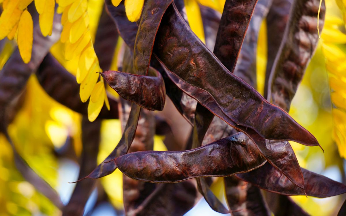 Lưu ý khi gội đầu bằng bồ kết