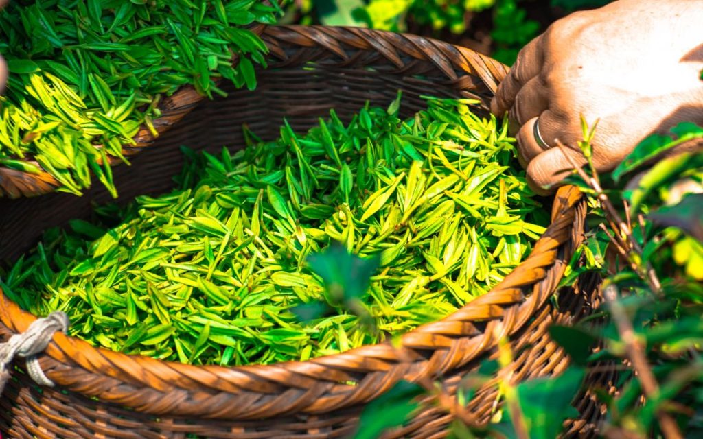 Sử dụng trà xanh để gội đầu tránh bết tóc