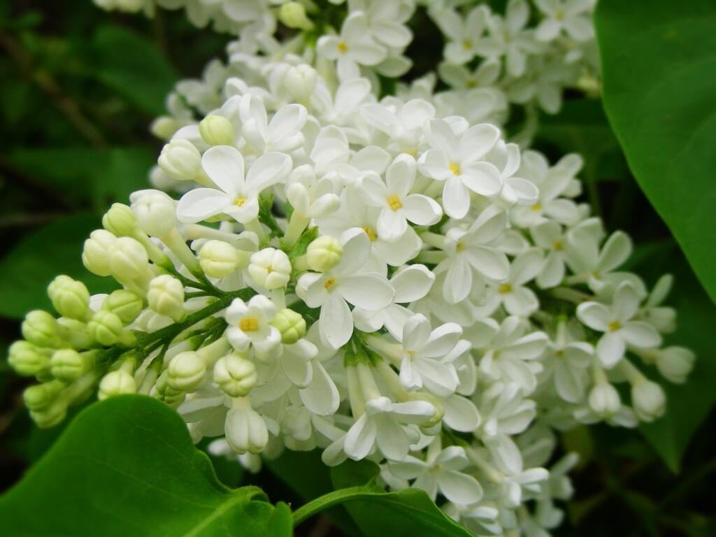 Cụm hoa tử đinh hương trắng nở rộ, bao quanh bởi lá xanh tươi.