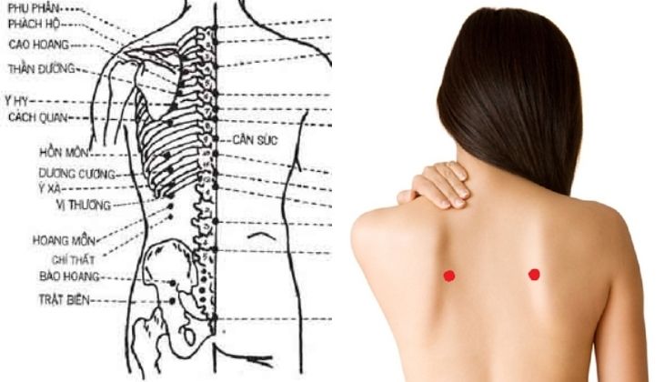 Huyệt nằm ngay dưới đốt sống lưng thứ 4 (D4), cách 3 thốn ở bờ trong của xương bả vai