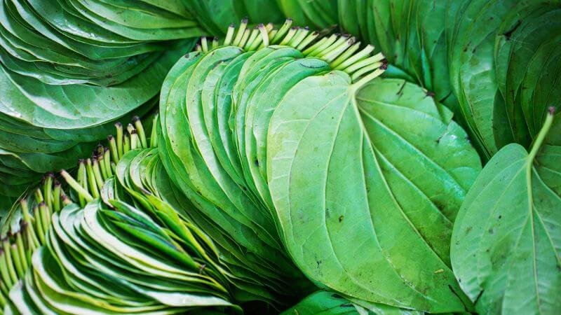 Các lá trầu xanh tươi xếp chồng lên nhau, tạo thành một lớp dày đặc và đồng đều.